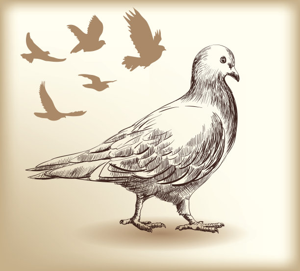 pigeon