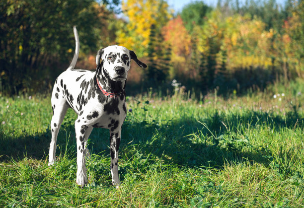 dalmatian