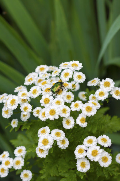 pyrethrum