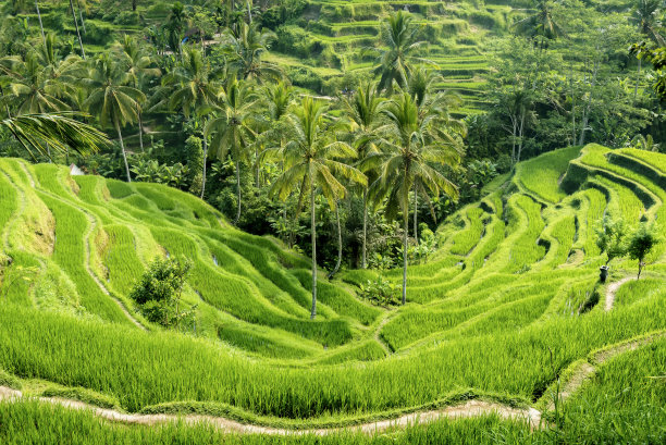 印度尼西亚的水稻梯田