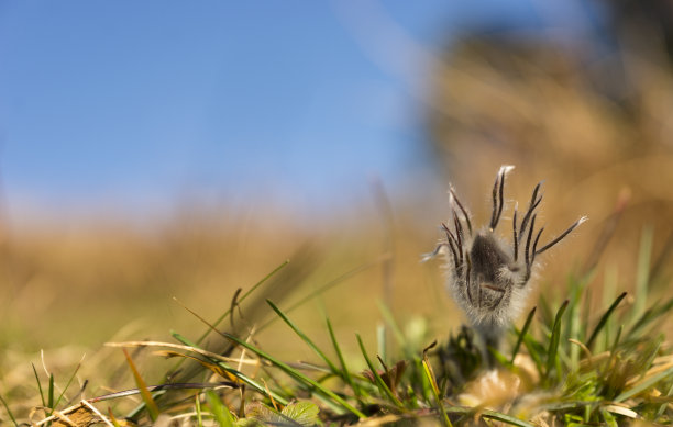 花蕾,仅一朵花,花