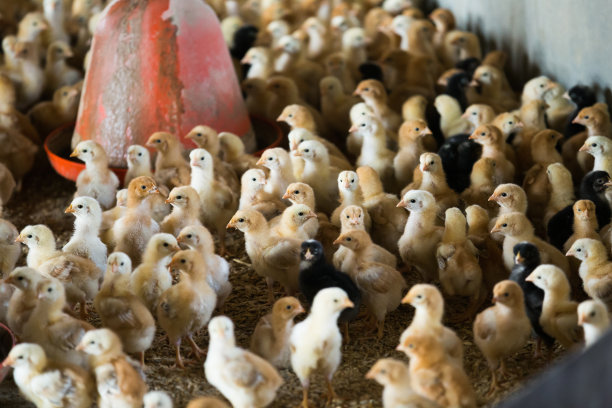 chick