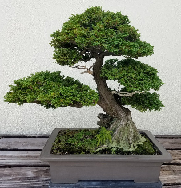 bonsai