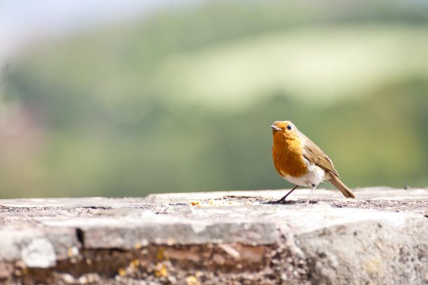 robin-chat