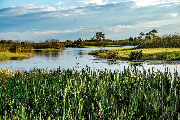 swamp