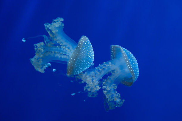 白斑水母