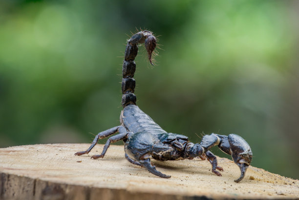 scorpio