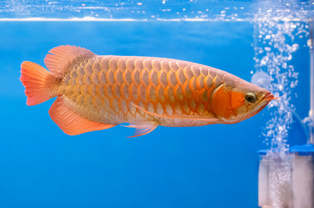 arowana