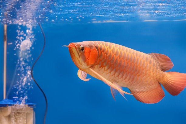 arowana