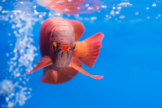 arowana