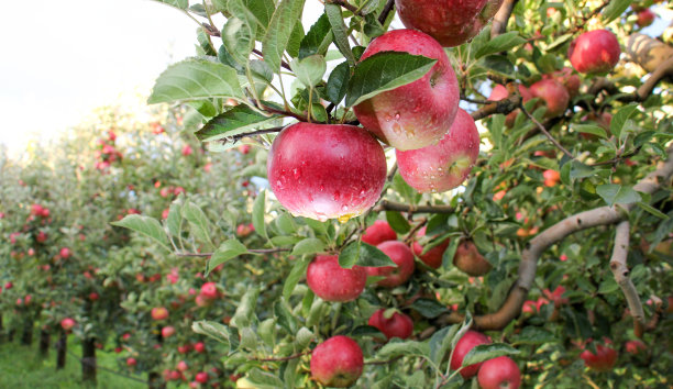 harvest