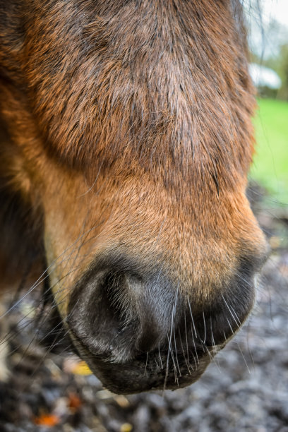muzzle