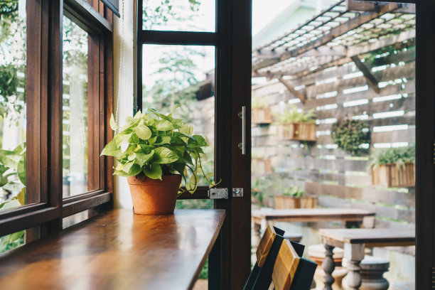 室内植物