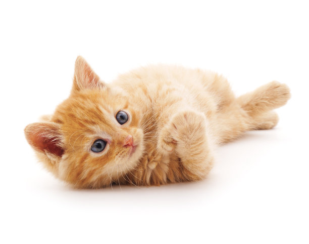 小猫