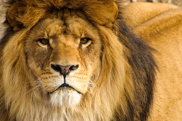 lions