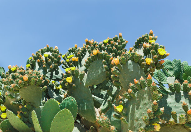 cactus