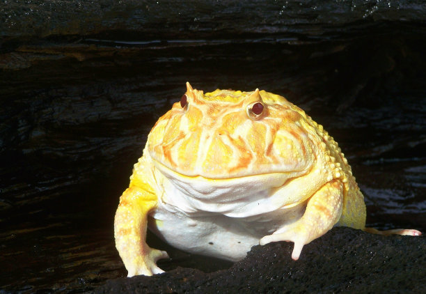 巴拿马金蛙