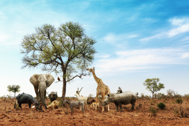 wildlife