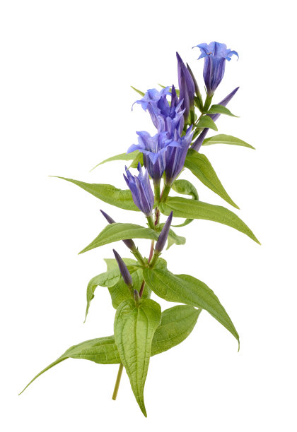 gentian