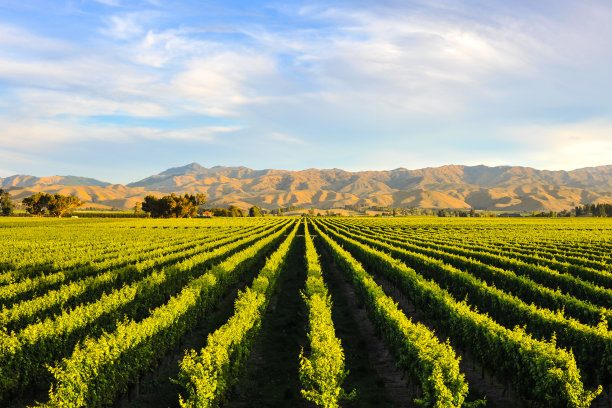 vineyard