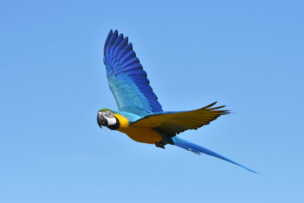 parrots