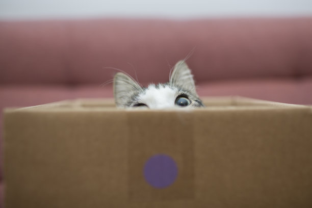 猫箱