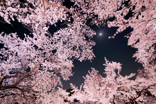 樱花与月亮