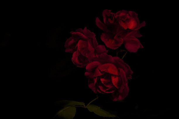 roses