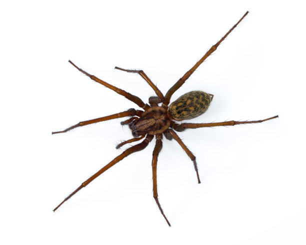 araneae