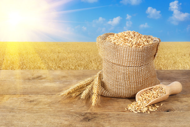 triticum