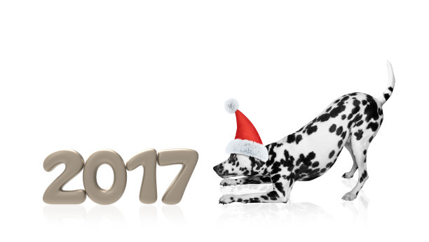 dalmatian