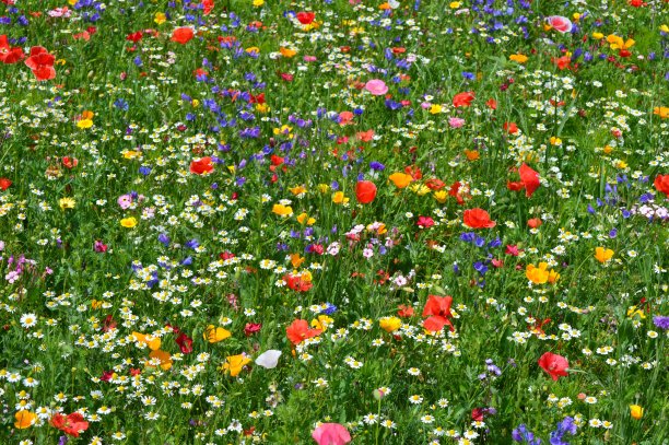 wildflowers