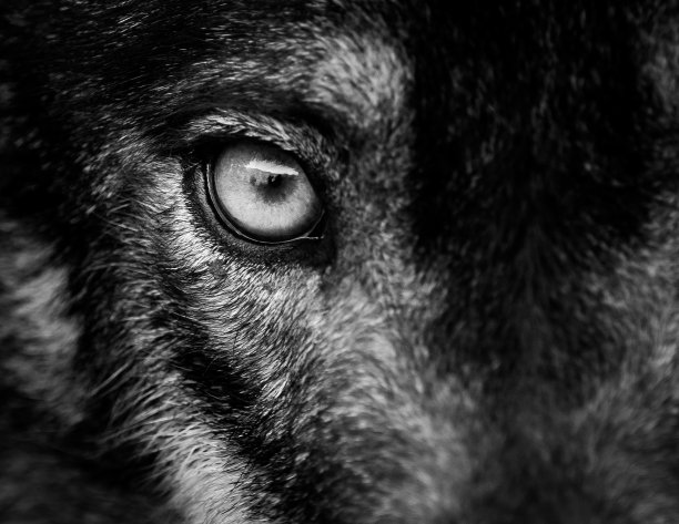 eyes