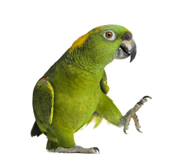 ara