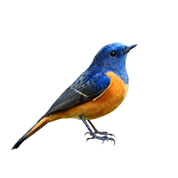 avian