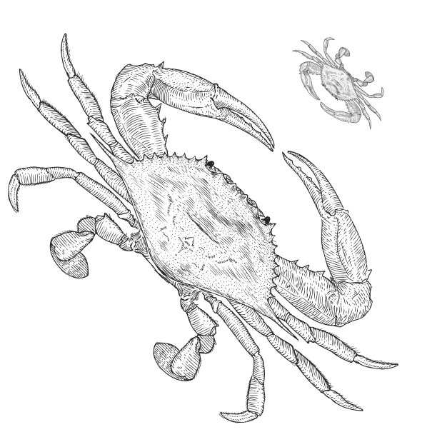 青蟹插画