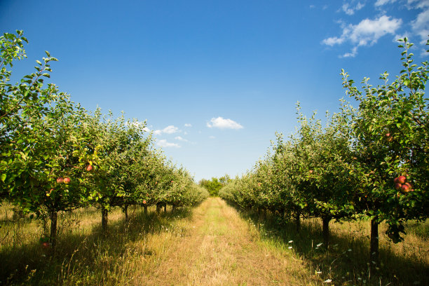 orchard