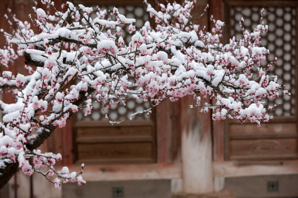 落雪梅花