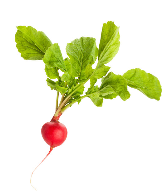 radishes
