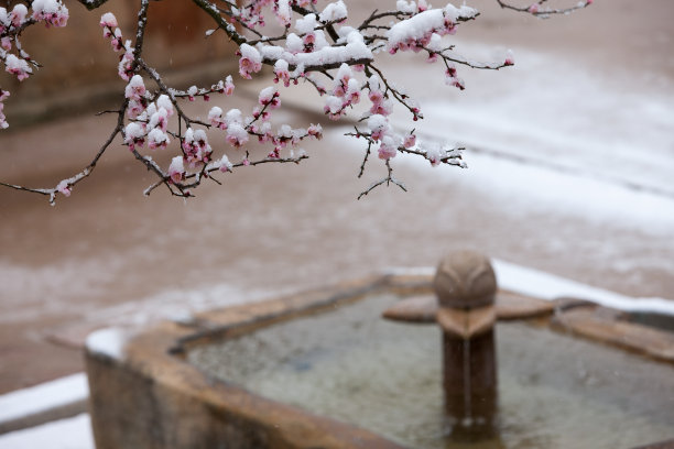 落雪梅花