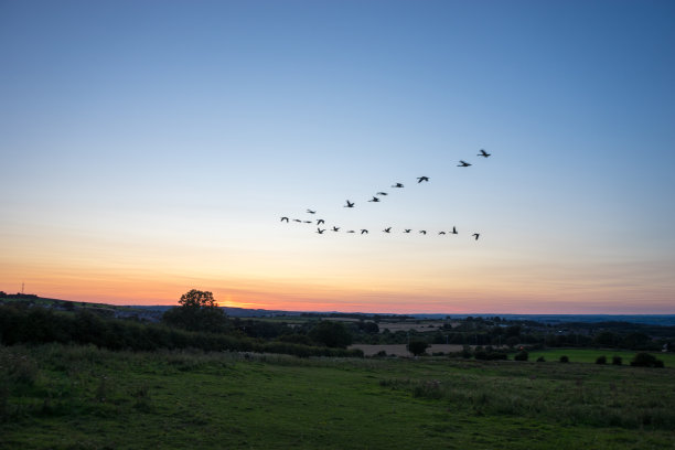 branta