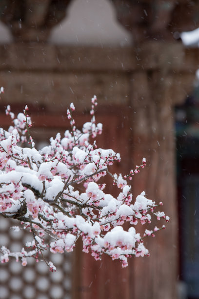 落雪梅花