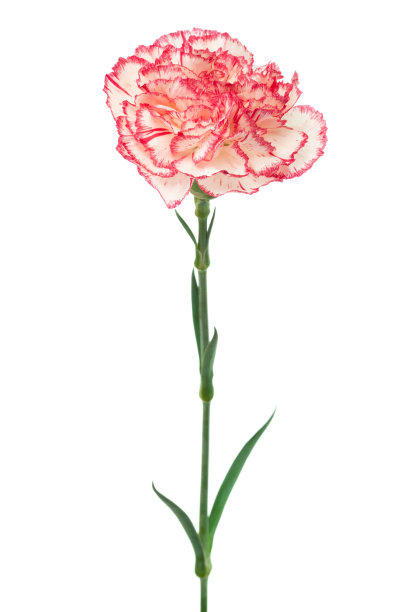 dianthus