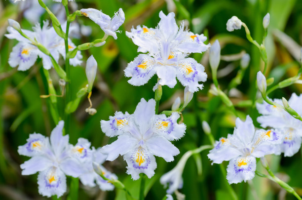 鸢尾花蓝蝴蝶花