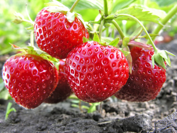 ripe