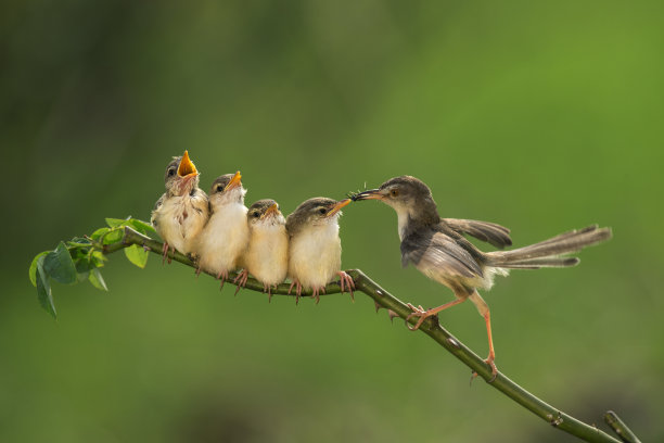 chick