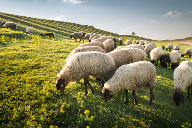 flock
