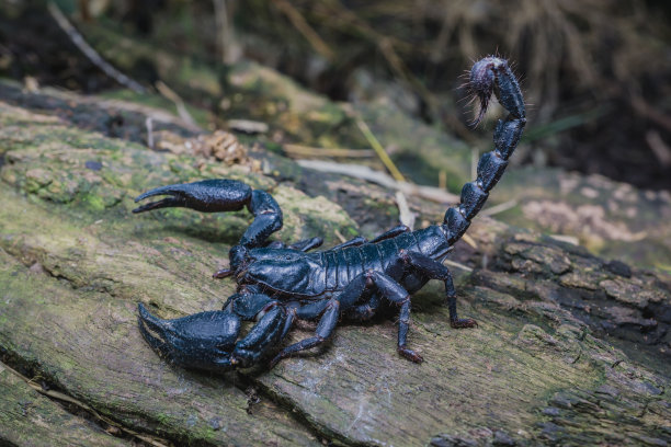 scorpio