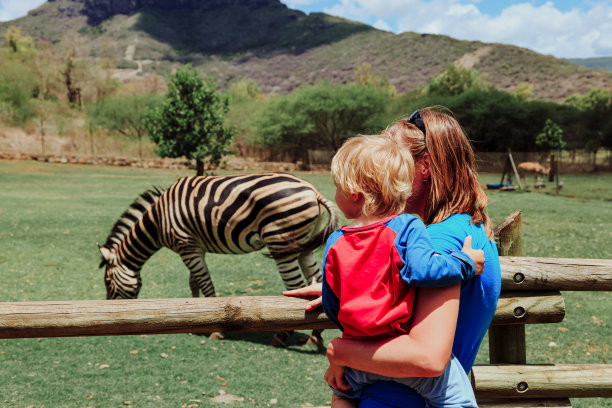 zebra