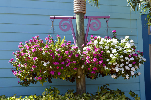 impatiens